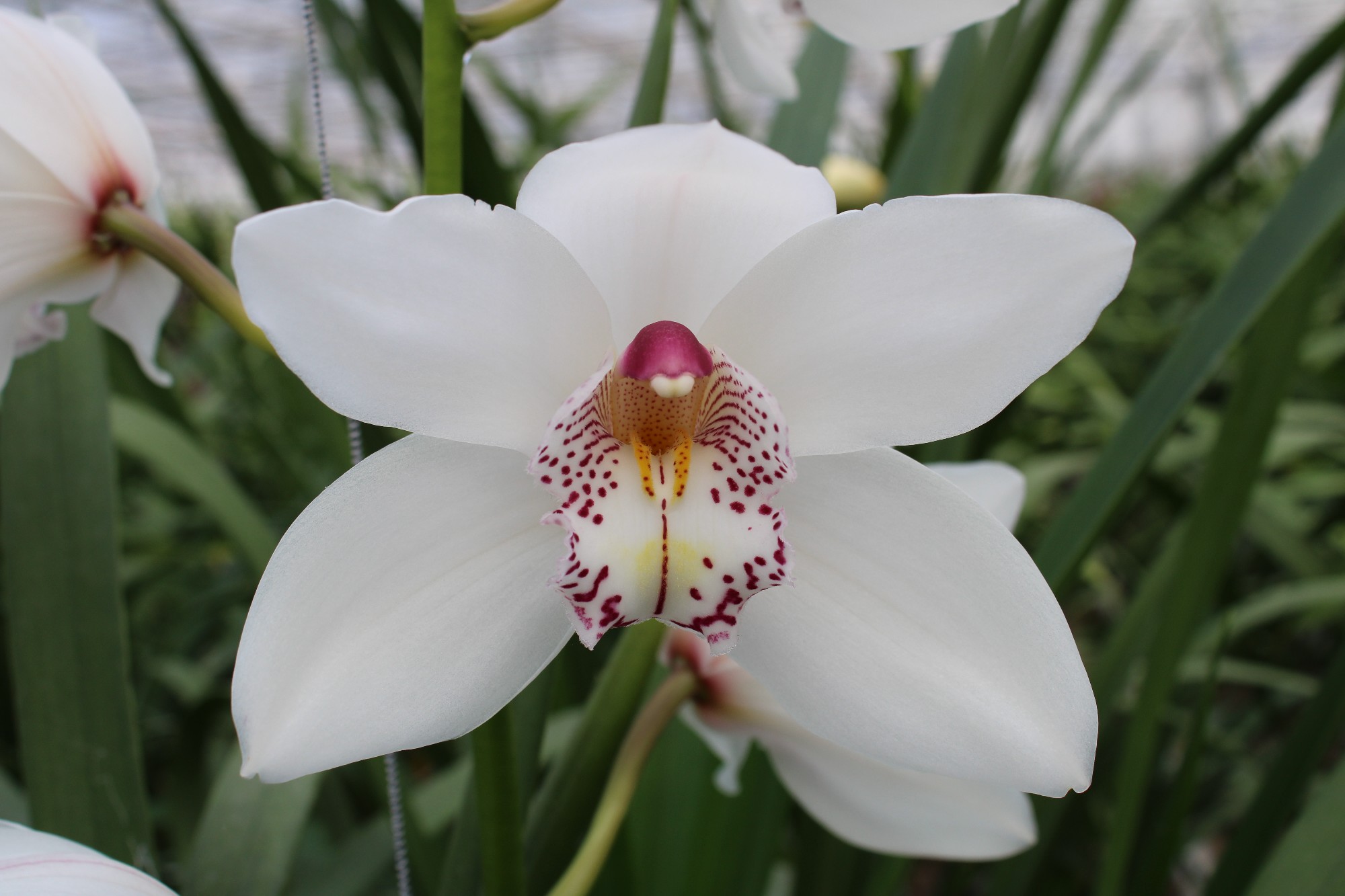 Cymbidium large flowered WHITE CRYSTAL