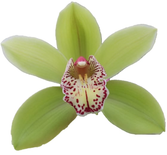 Cymbidium large flowered HANS