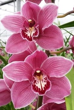 Cymbidium large flowered MONICA