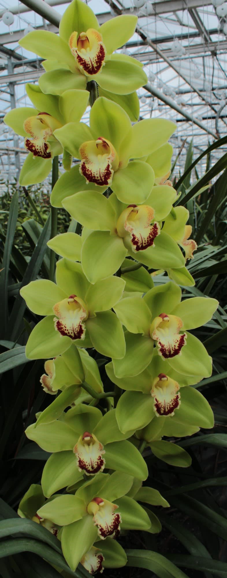 Cymbidium large flowered NOAH