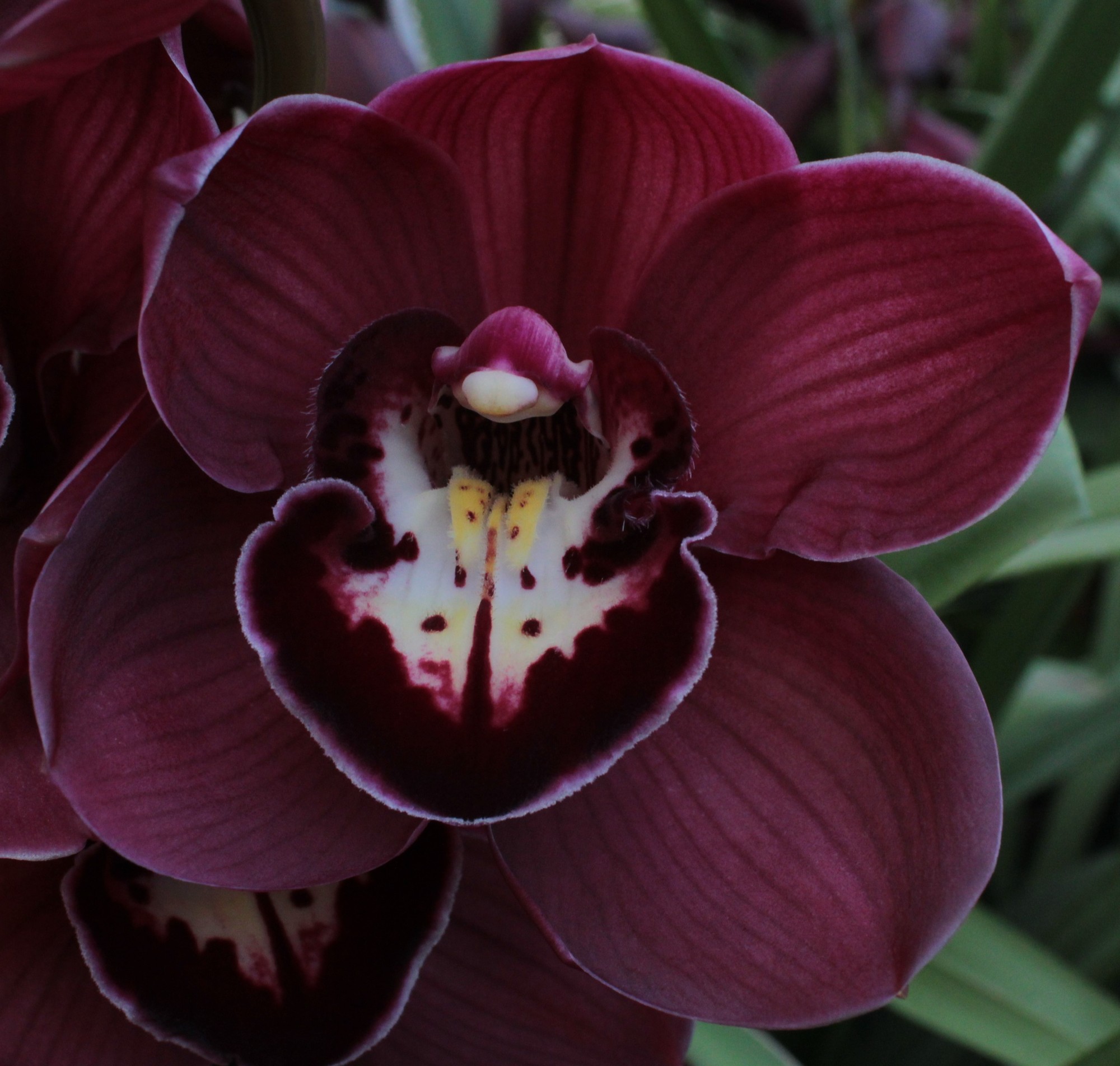 Cymbidium large flowered RILEY