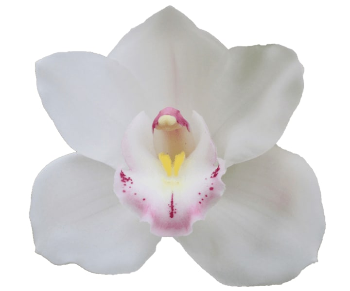 Cymbidium large flowered KILIMANJARO