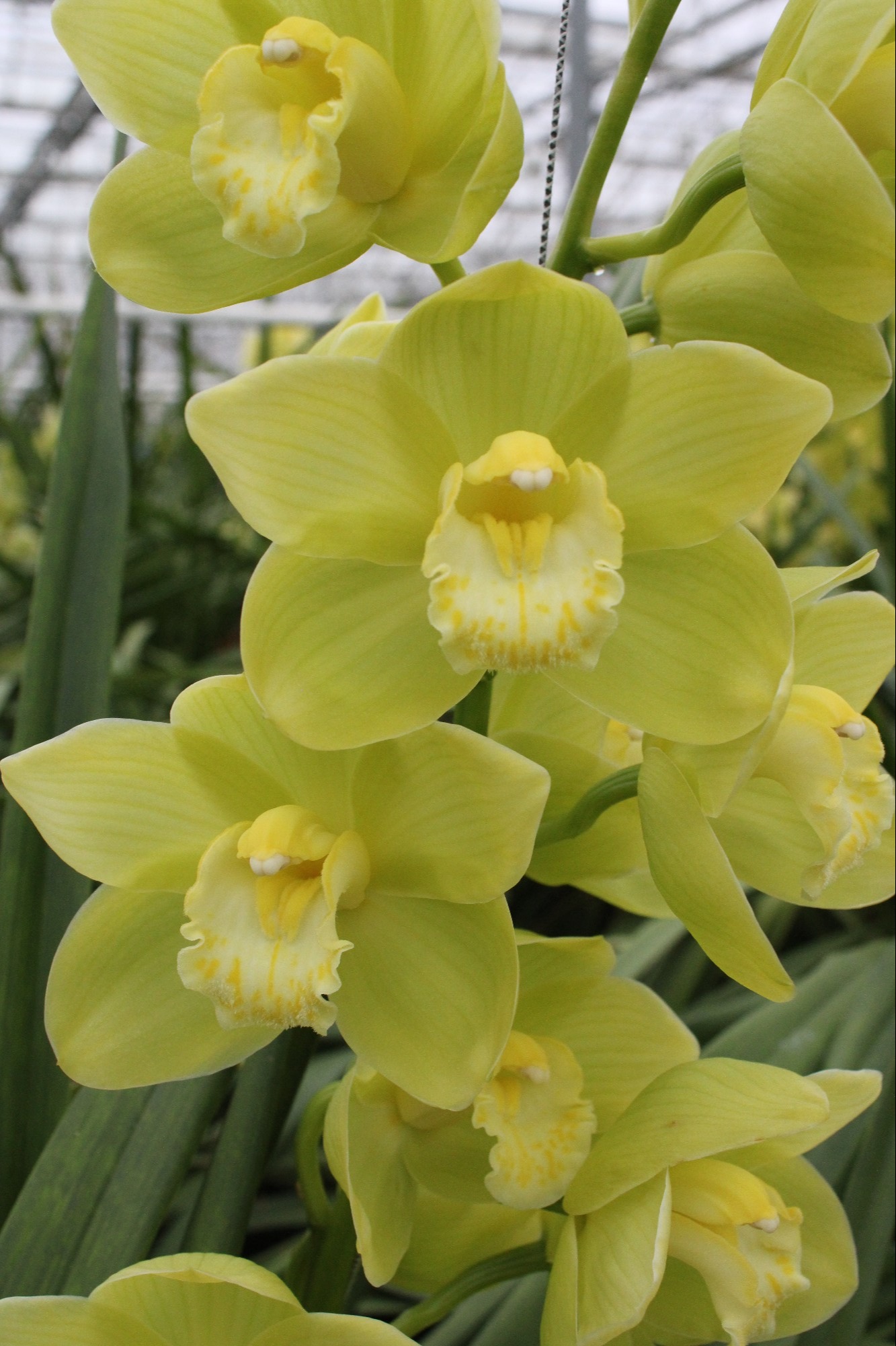 Cymbidium large flowered MINT ICE