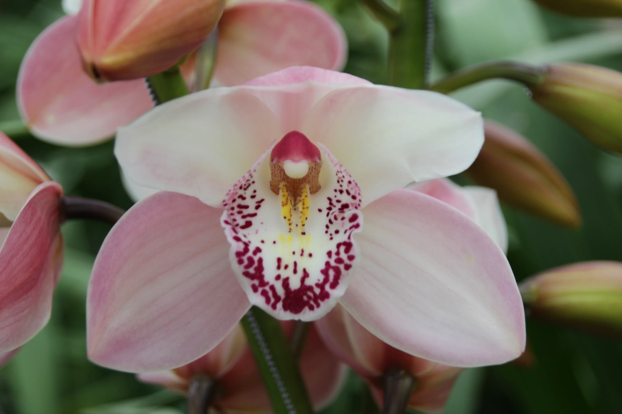 Cymbidium large flowered SUMMER MAG PI