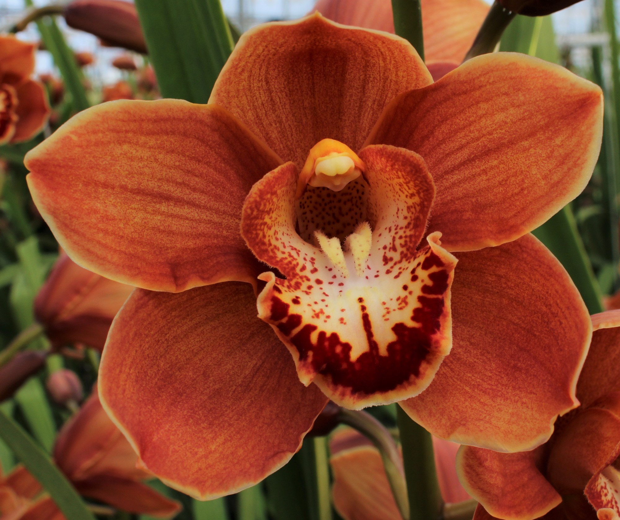 Cymbidium large flowered BRITNEY