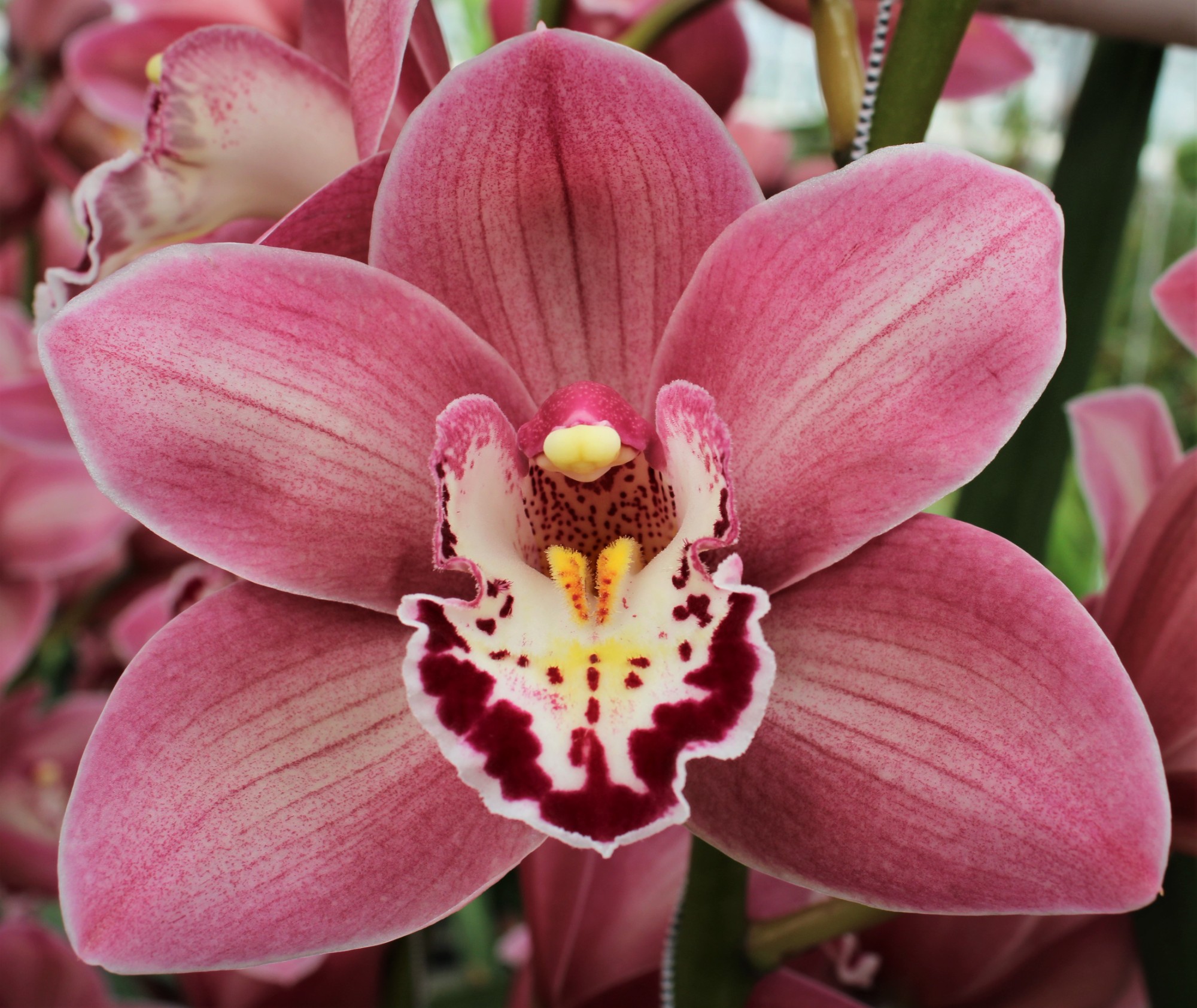 Cymbidium large flowered CANDY