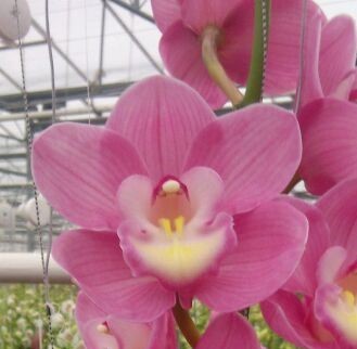 Cymbidium large flowered MARITA