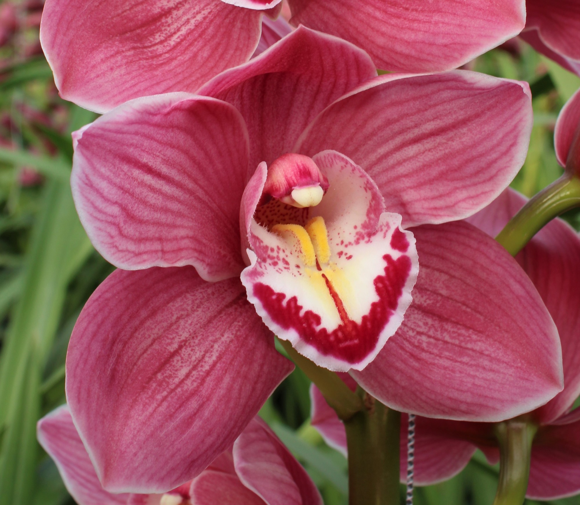 Cymbidium large flowered HMS ROSANN