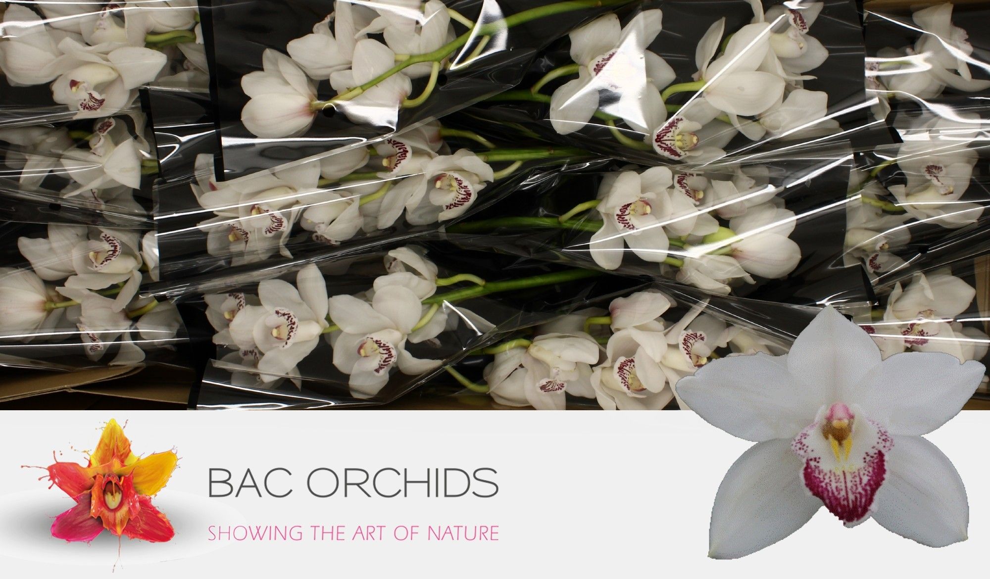 Cymbidium large flowered ANOUK