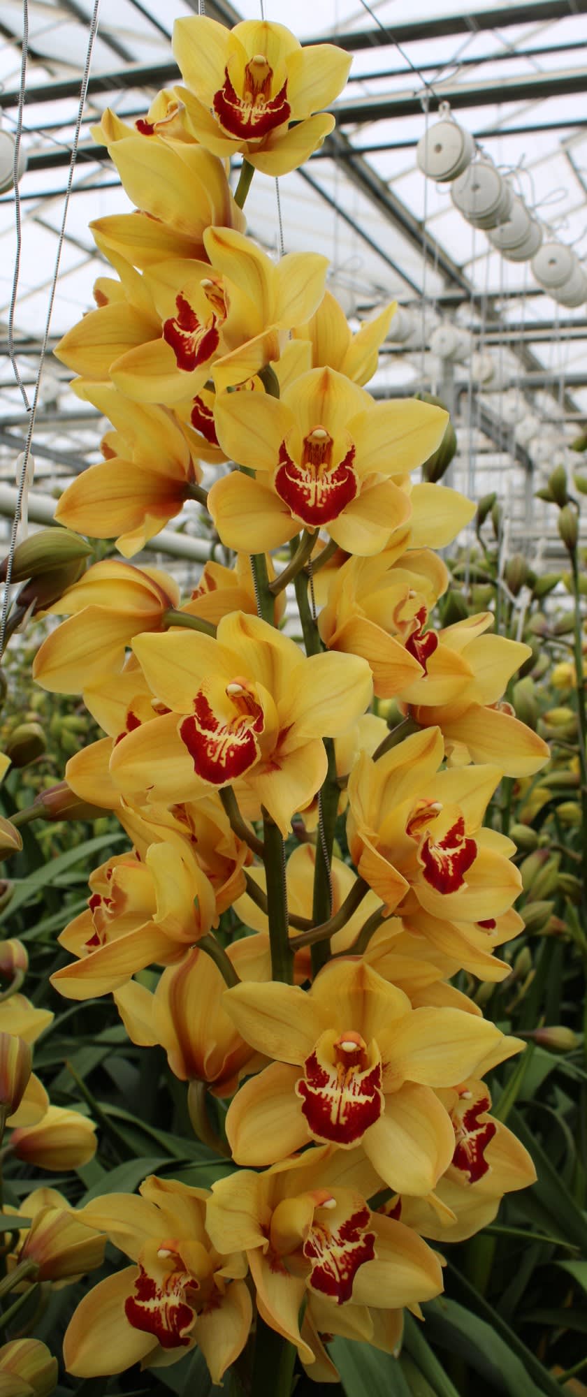 Cymbidium large flowered RIJSENHOUT