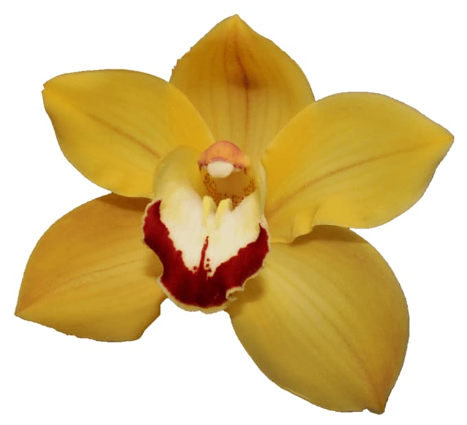 Cymbidium large flowered MISS SAIGON