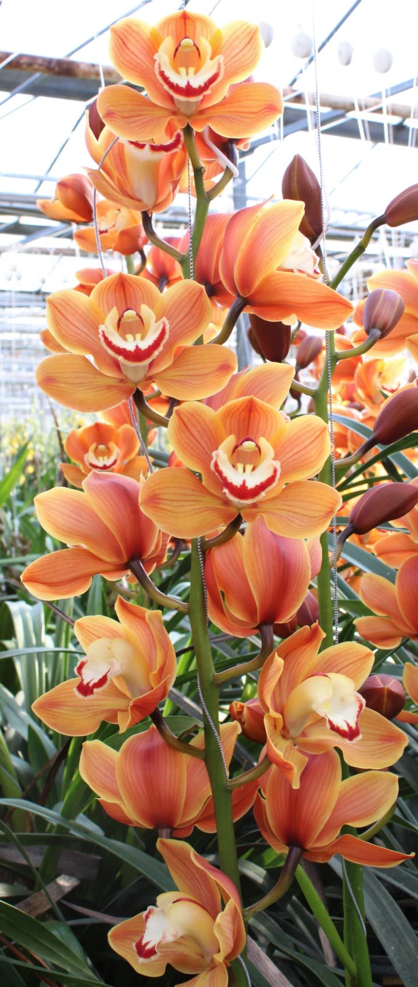Cymbidium large flowered AMALIA