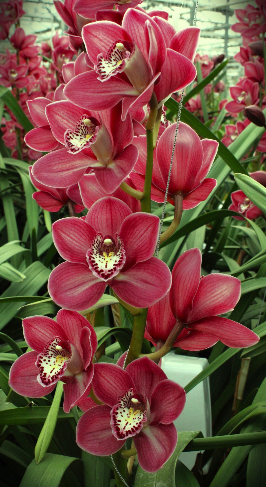 Cymbidium large flowered THOMAS