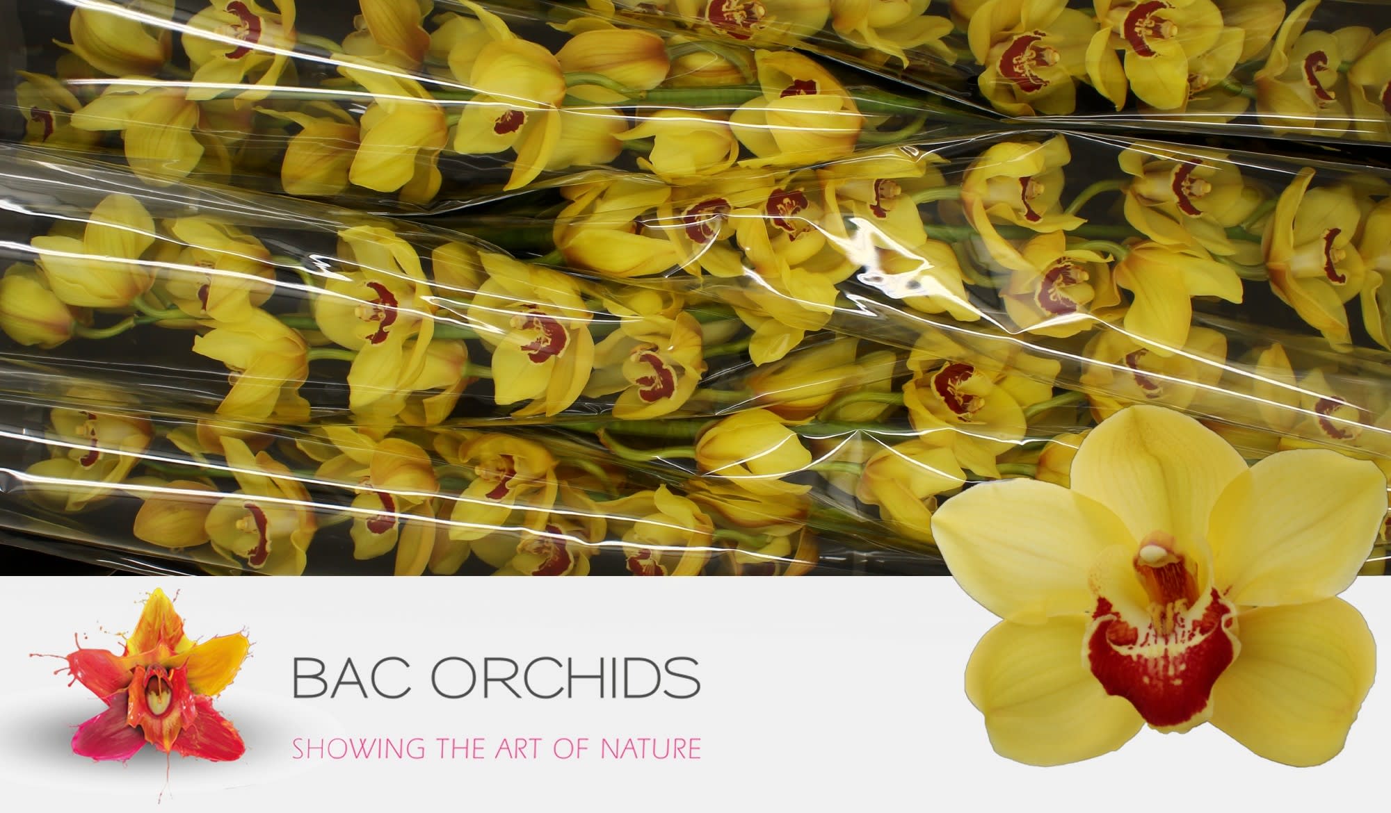 Cymbidium large flowered RIJSENHOUT