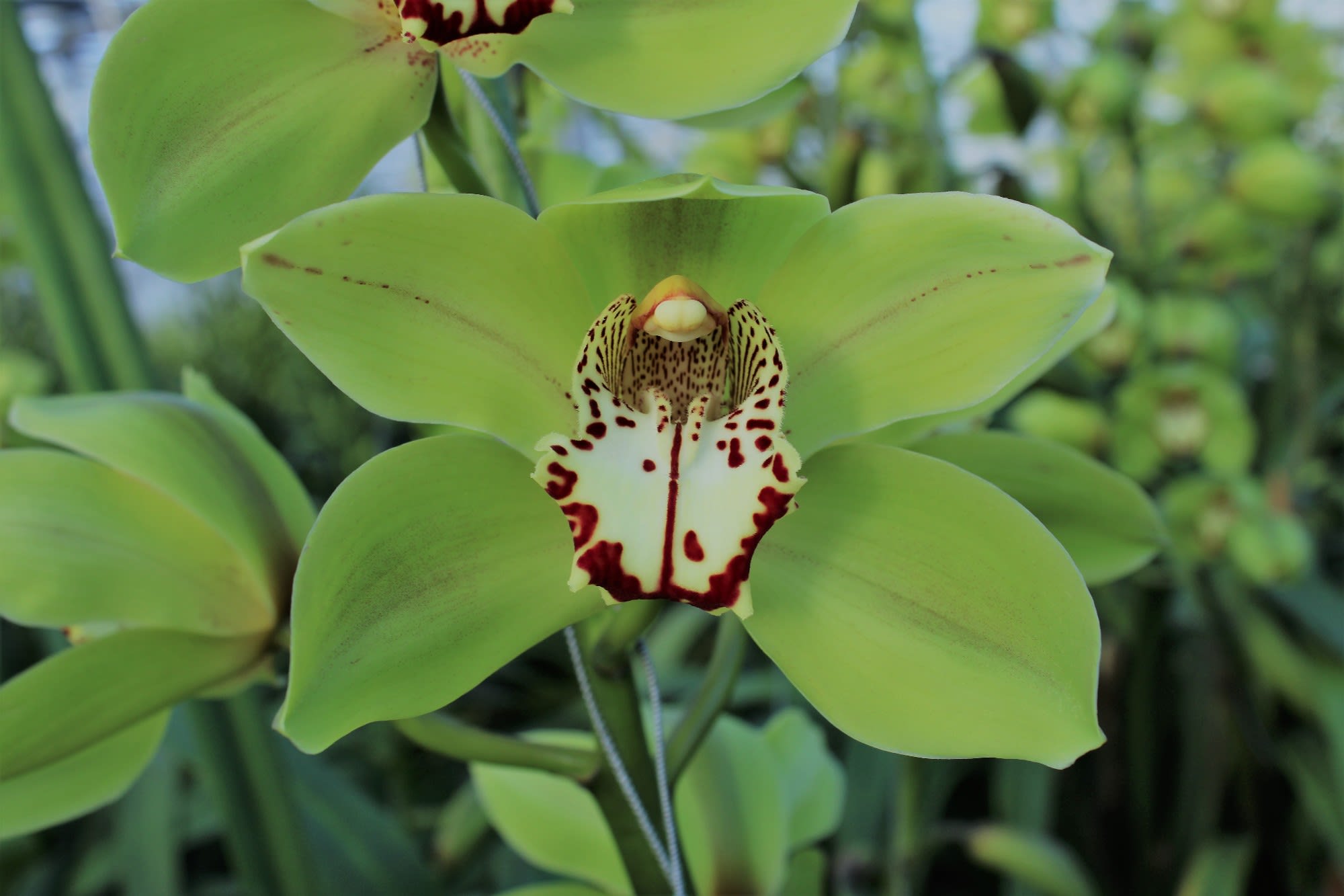 Cymbidium large flowered BONYONI