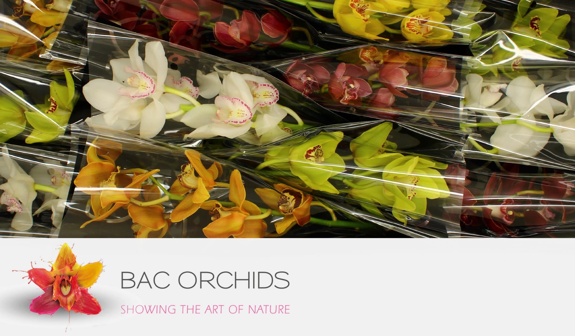 Cymbidium large flowered GEM