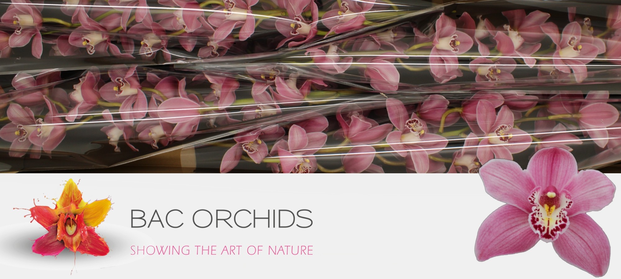Cymbidium large flowered CANDY