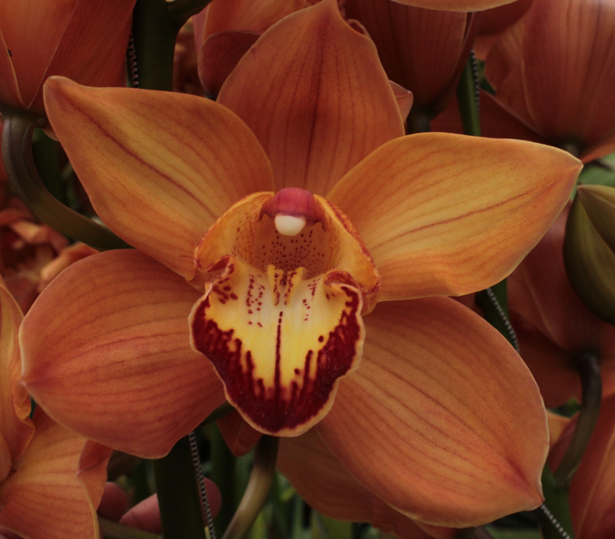 Cymbidium large flowered MI BR ARANCIA