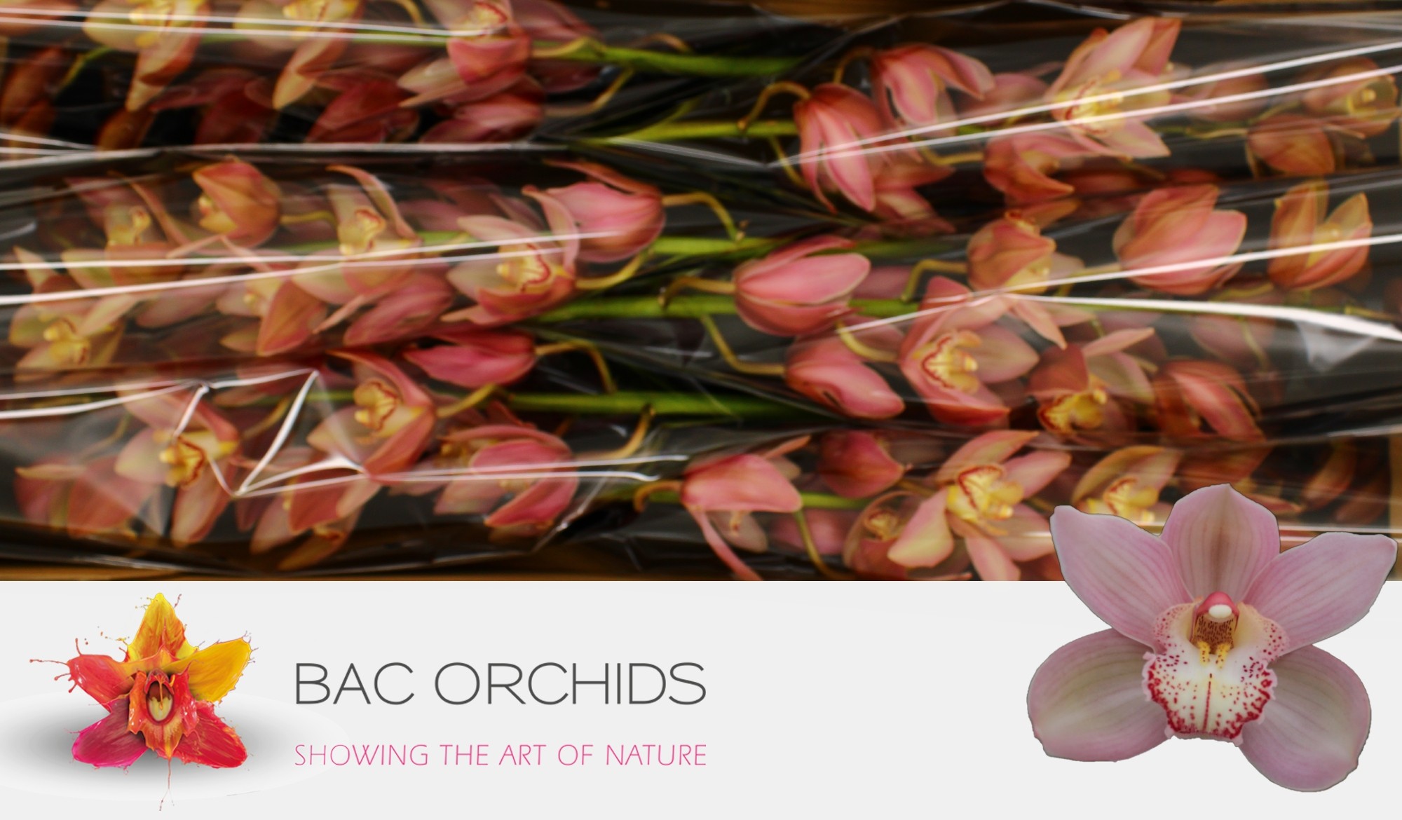 Cymbidium large flowered REYNELLA