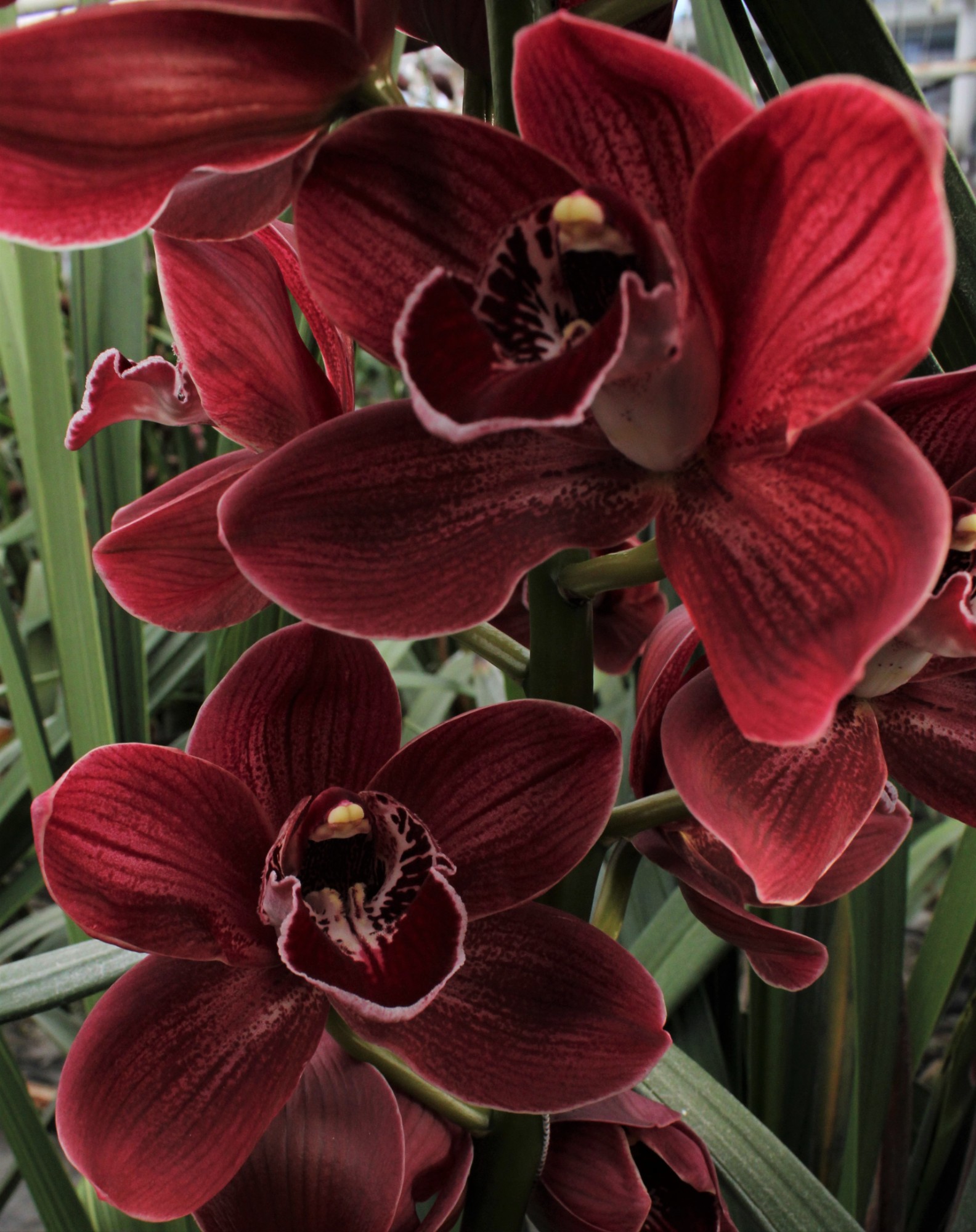Cymbidium large flowered Blazing Fury Hades