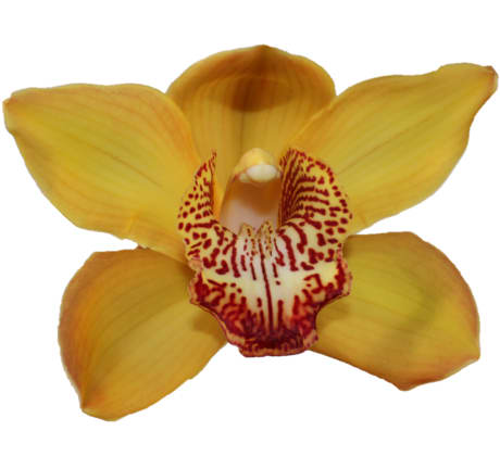 Cymbidium large flowered ESTHER