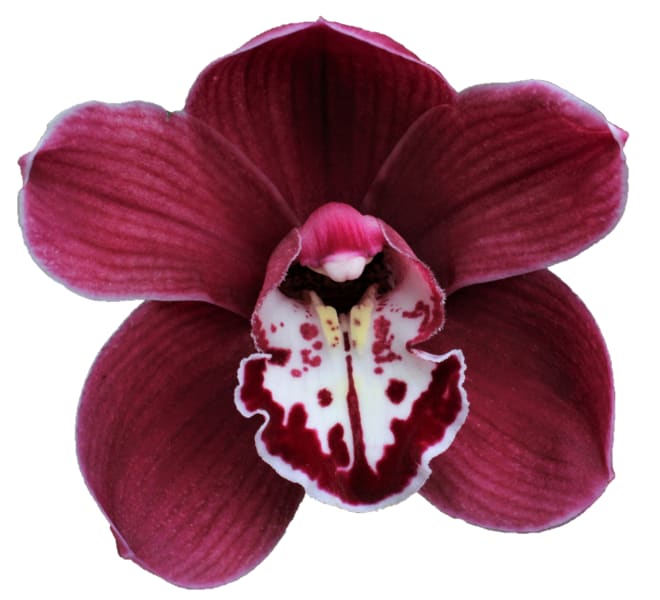 Cymbidium large flowered MERLOT