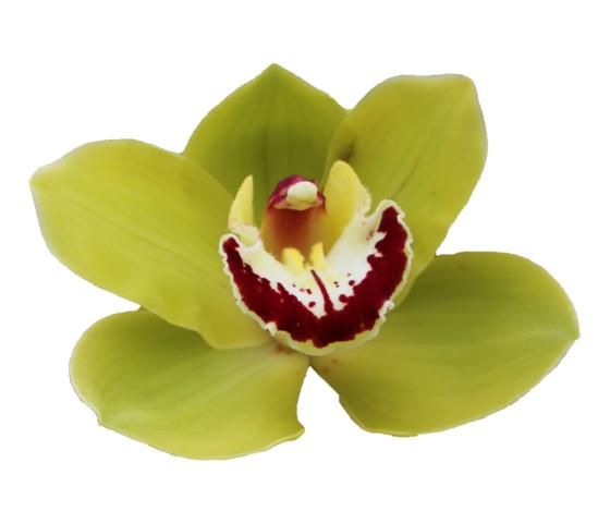 Cymbidium large flowered VERONA