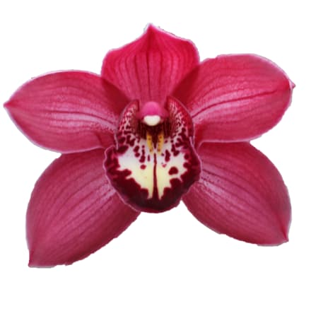 Cymbidium large flowered BAROLO