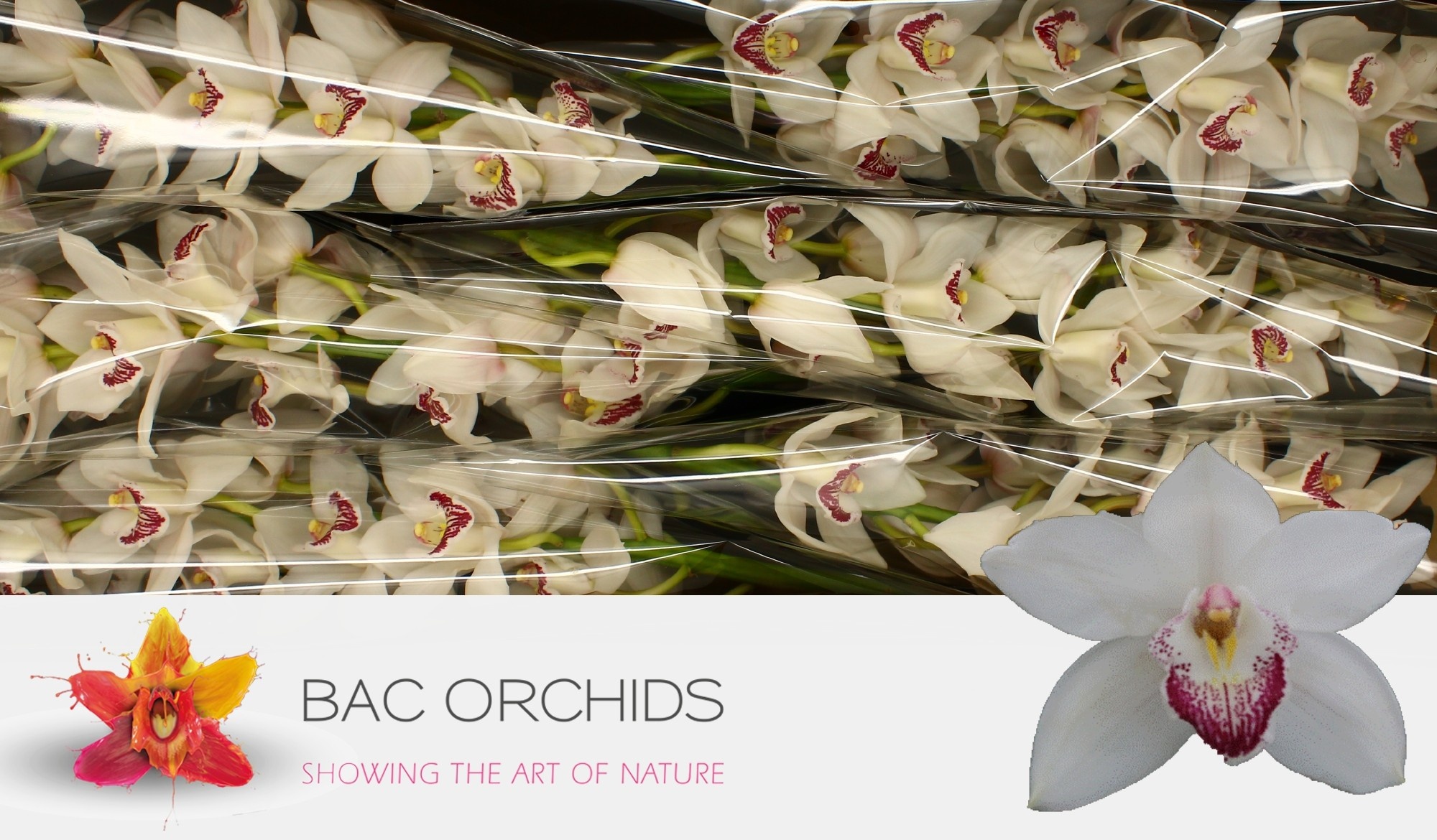 Cymbidium large flowered ANOUK