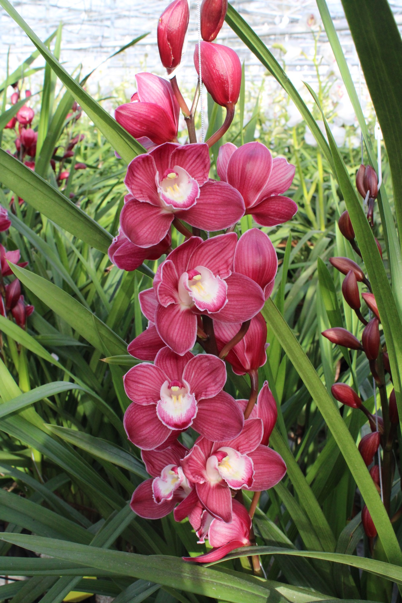 Cymbidium large flowered JANNIE