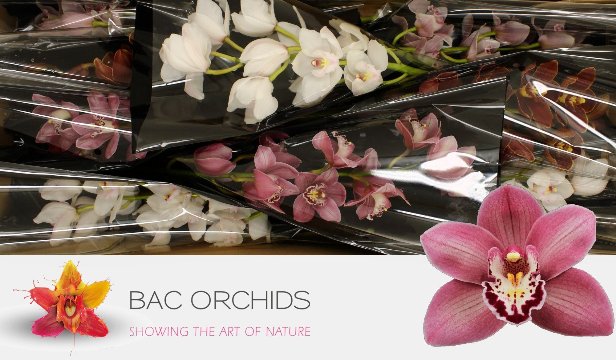 Cymbidium large flowered M-MIX 2R