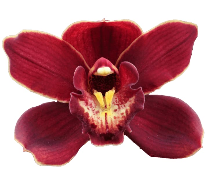 Cymbidium large flowered PONTAC