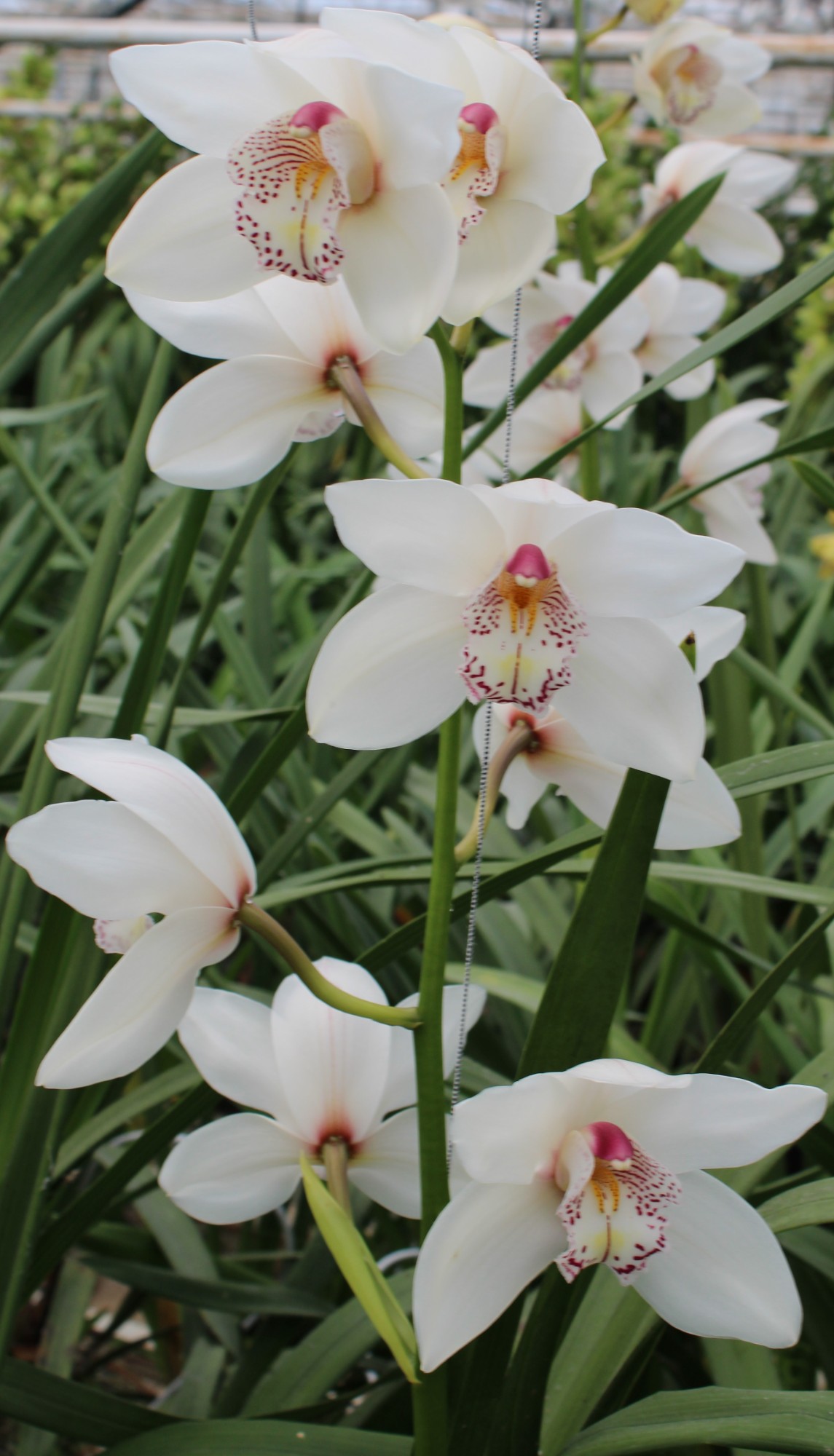 Cymbidium large flowered WHITE CRYSTAL