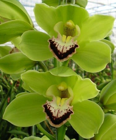 Cymbidium large flowered ALI ANDERSON