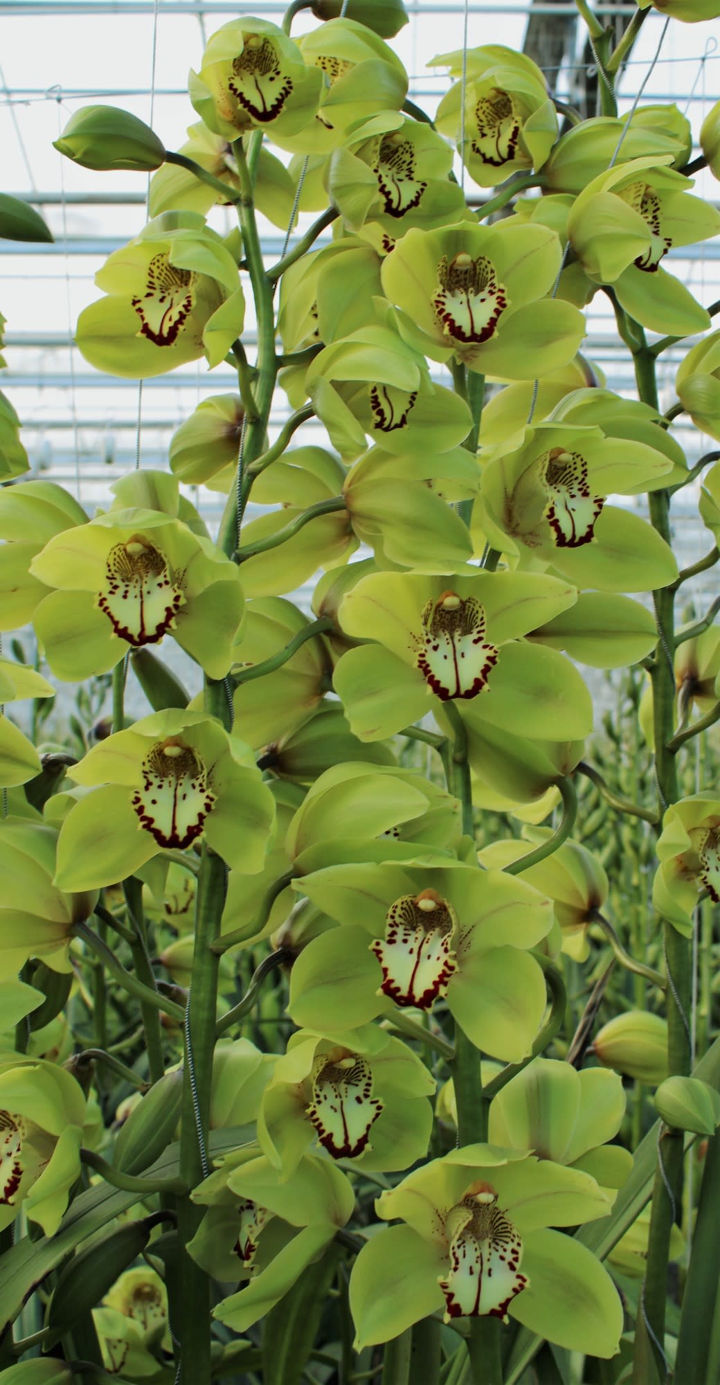 Cymbidium large flowered BONYONI