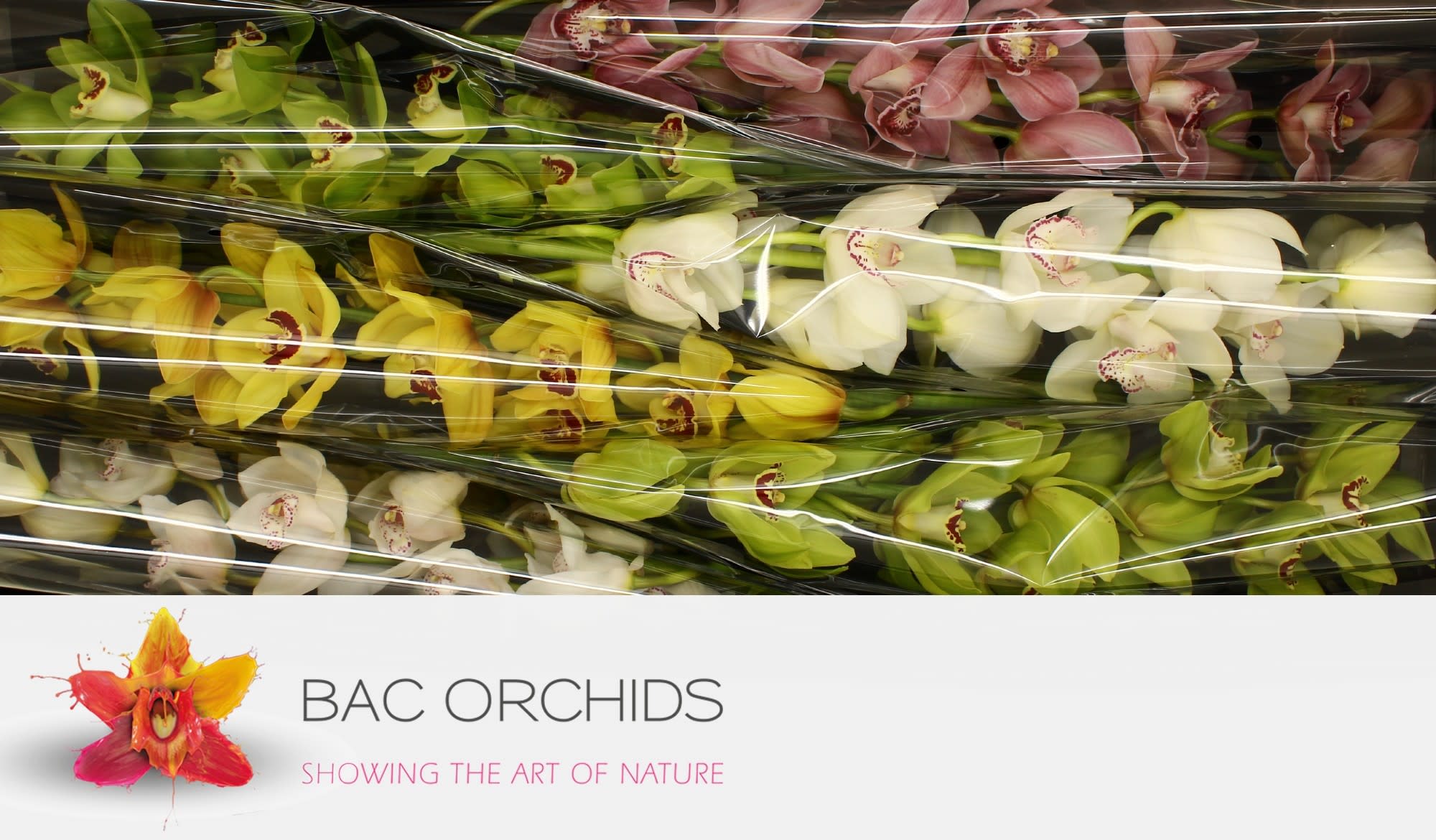 Cymbidium large flowered GEM2w