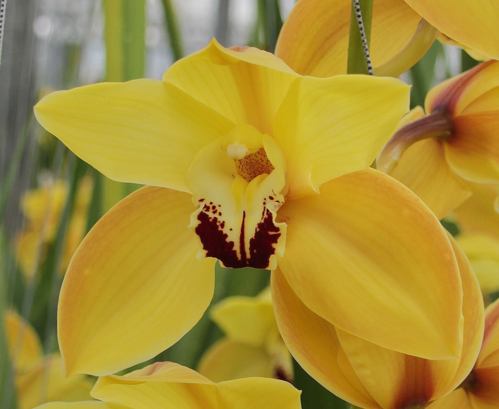 Cymbidium large flowered COOKSBRIDGE