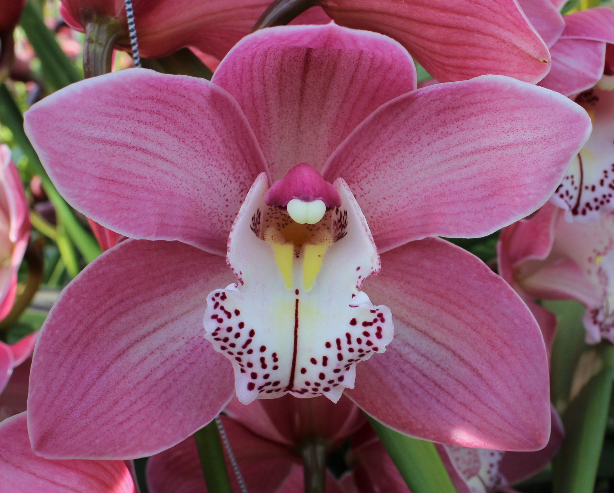 Cymbidium large flowered AIDA
