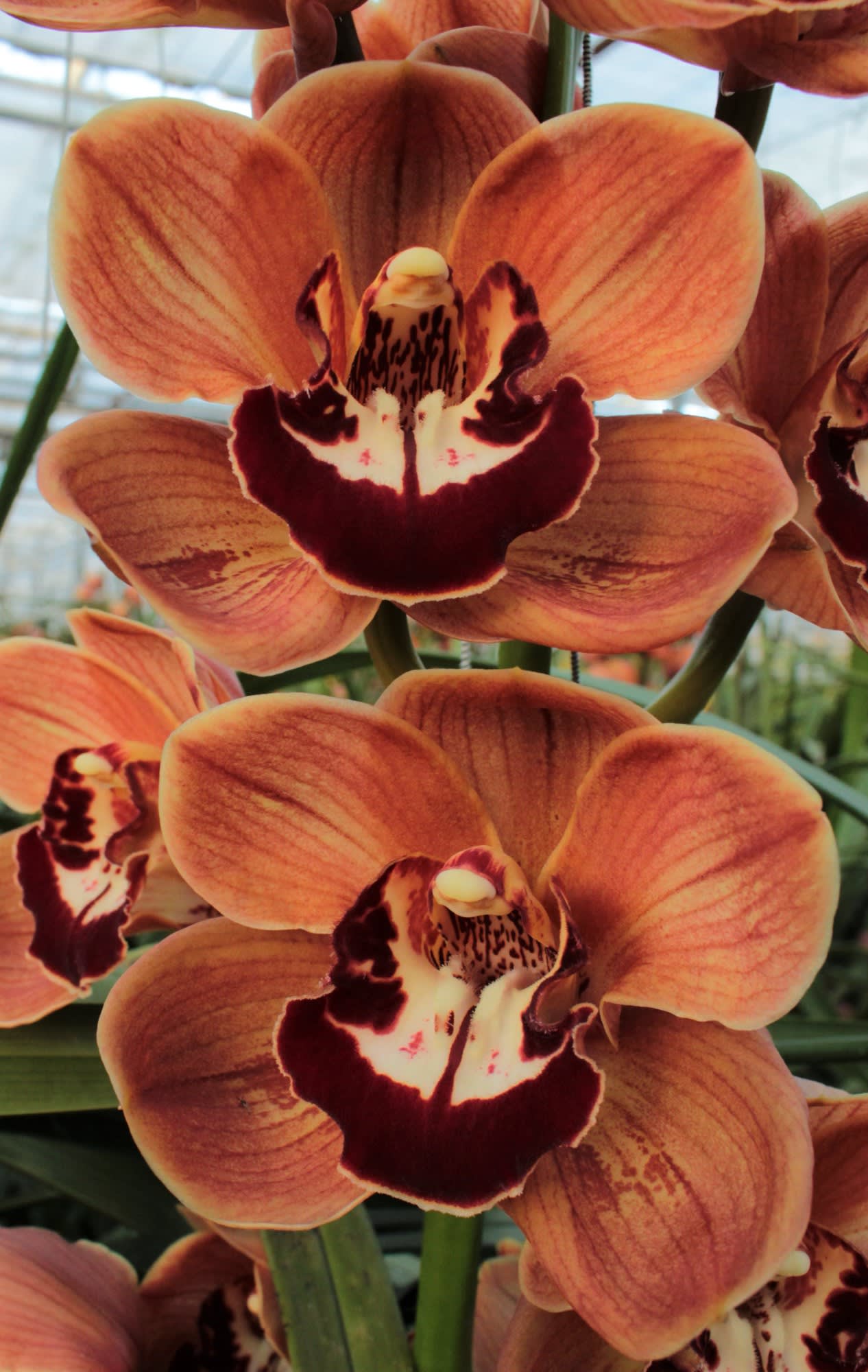 Cymbidium large flowered KING ALEX