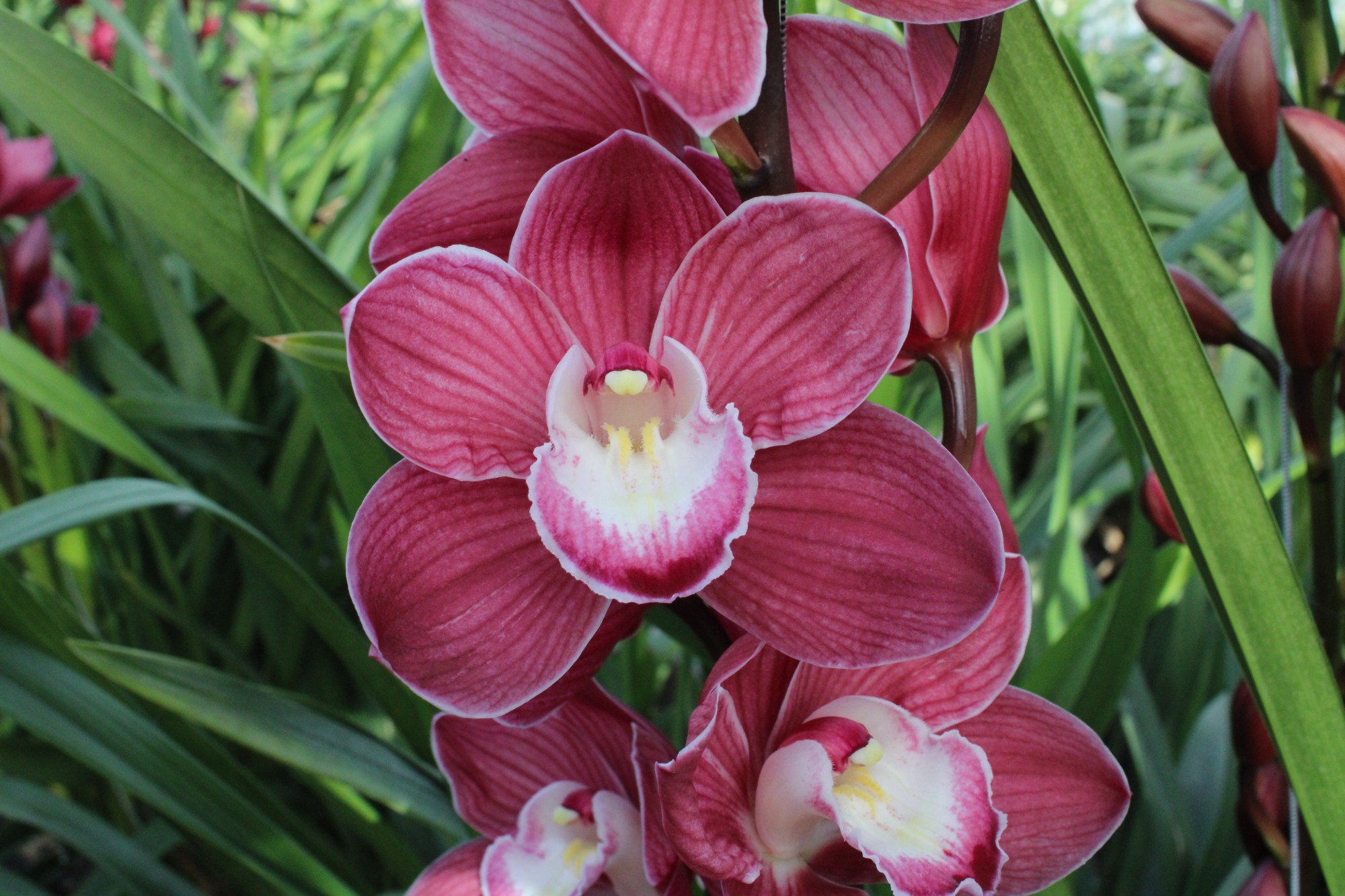 Cymbidium large flowered JANNIE