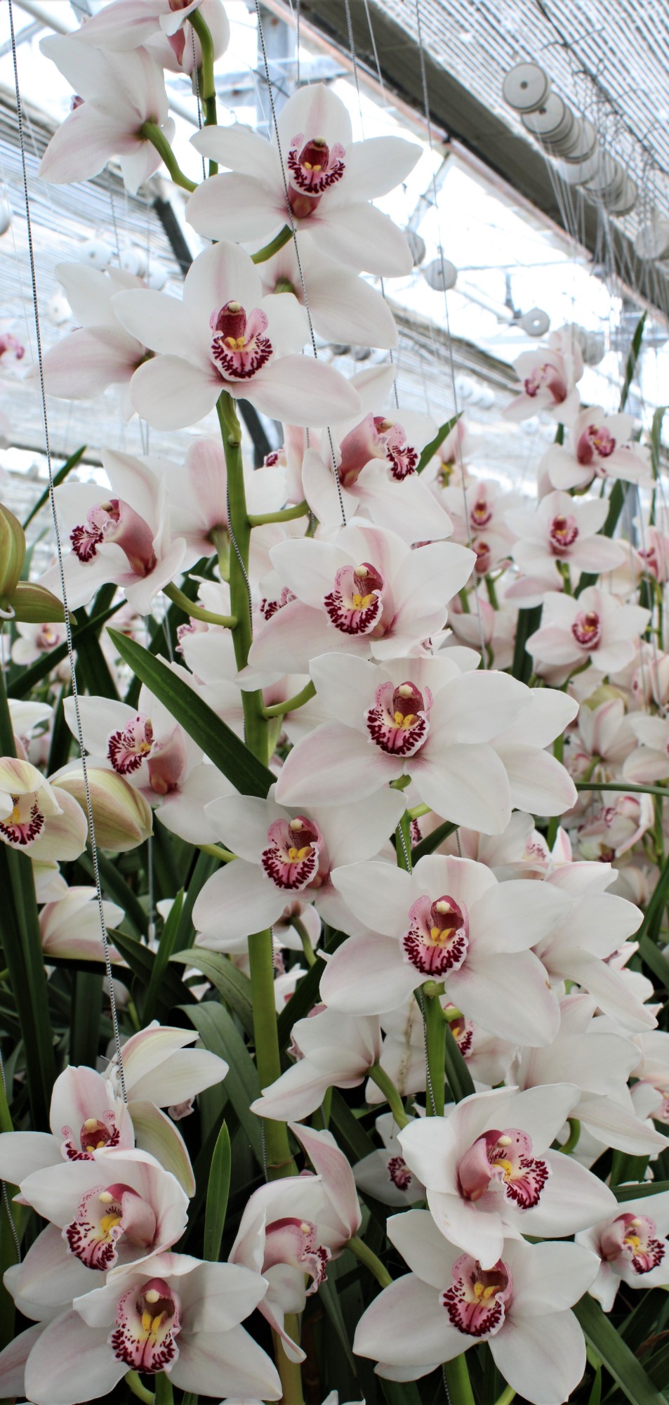 Cymbidium large flowered WESTERN ROSE