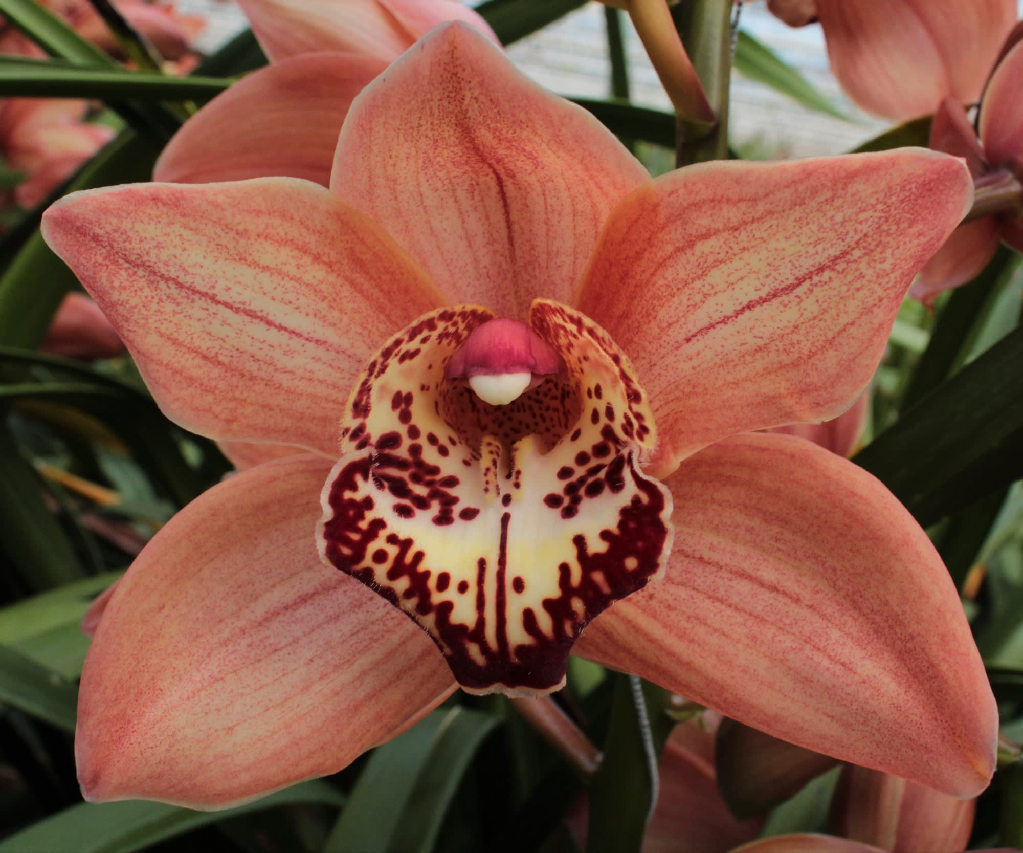 Cymbidium large flowered BROWNY
