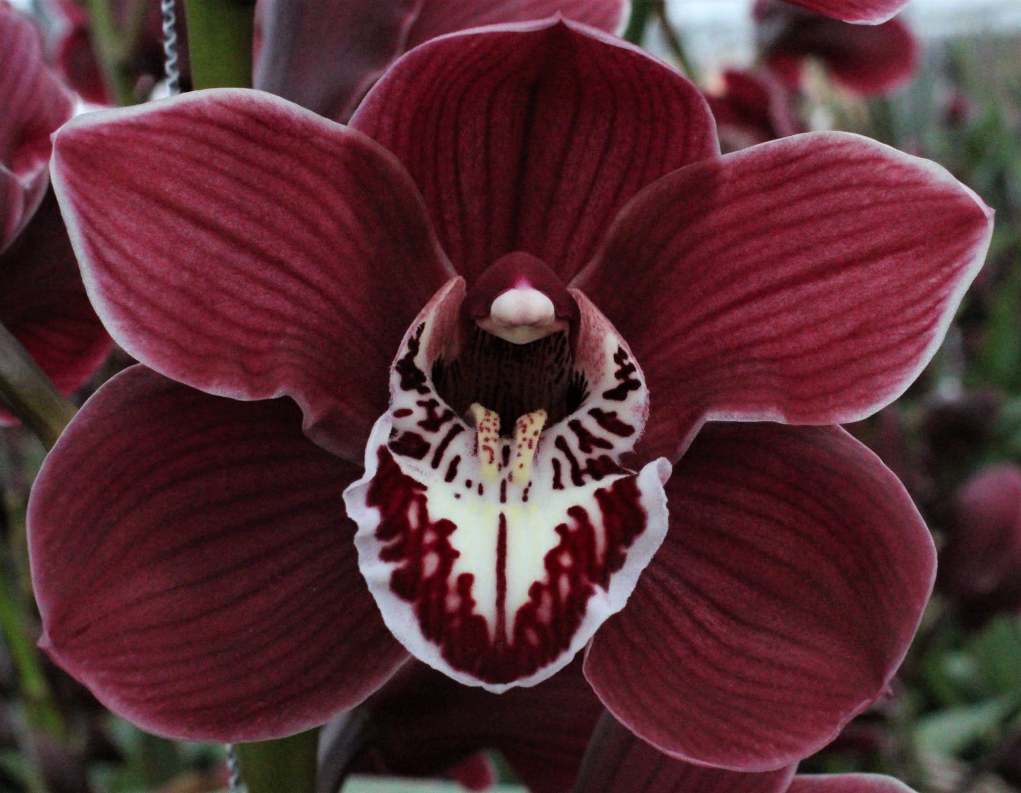 Cymbidium large flowered CHARLOTTE