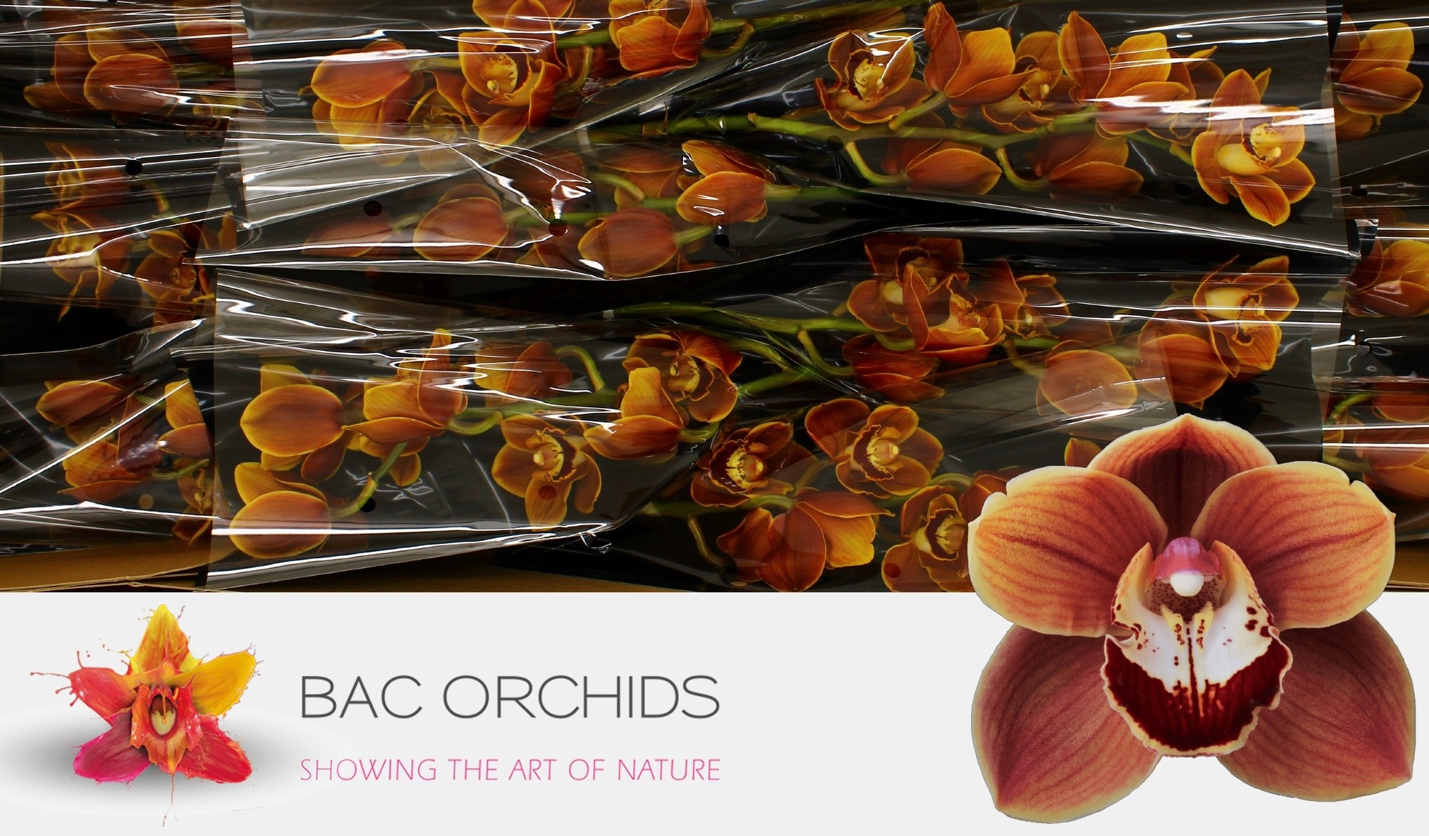 Cymbidium large flowered RENE S WISH