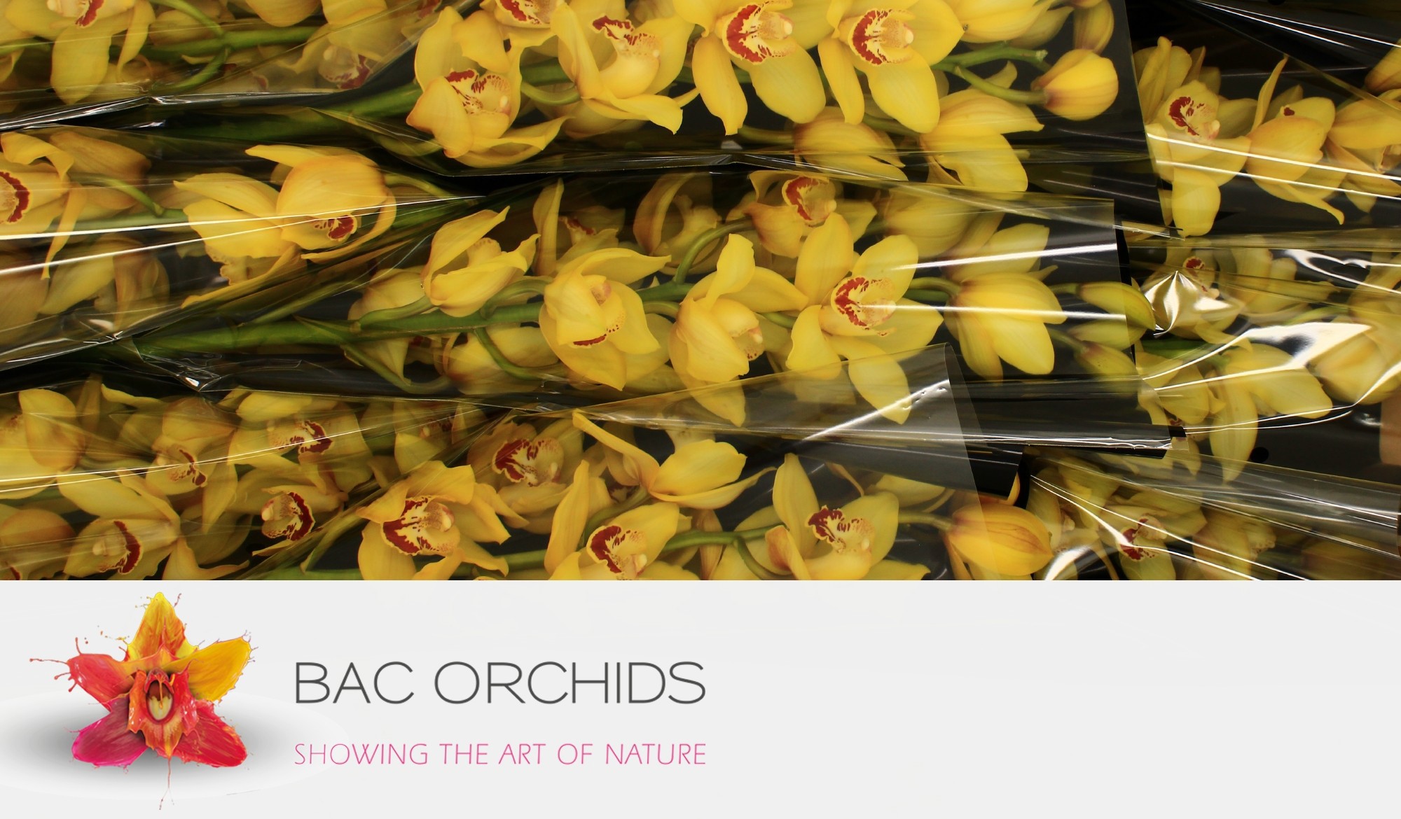 Cymbidium large flowered Cymb T Yellow Monica