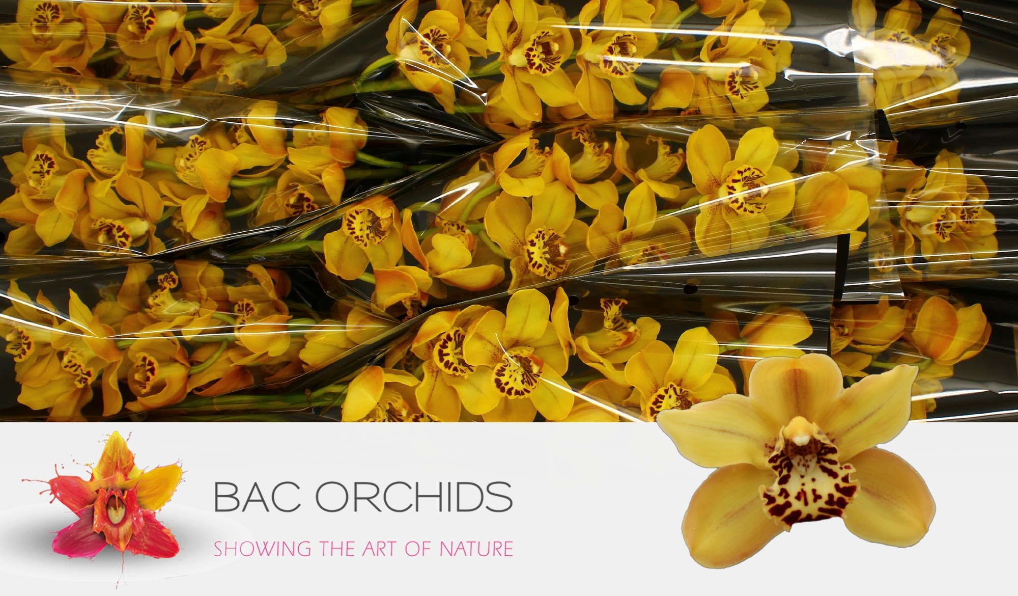 Cymbidium large flowered AUSTRALIAN TIGER