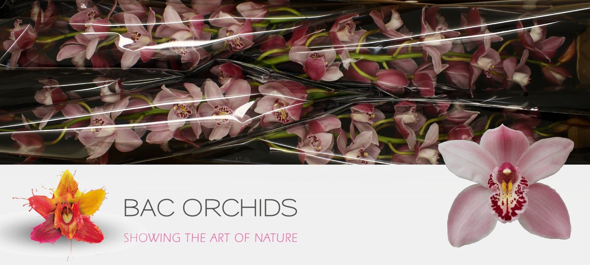 Cymbidium large flowered CINDY