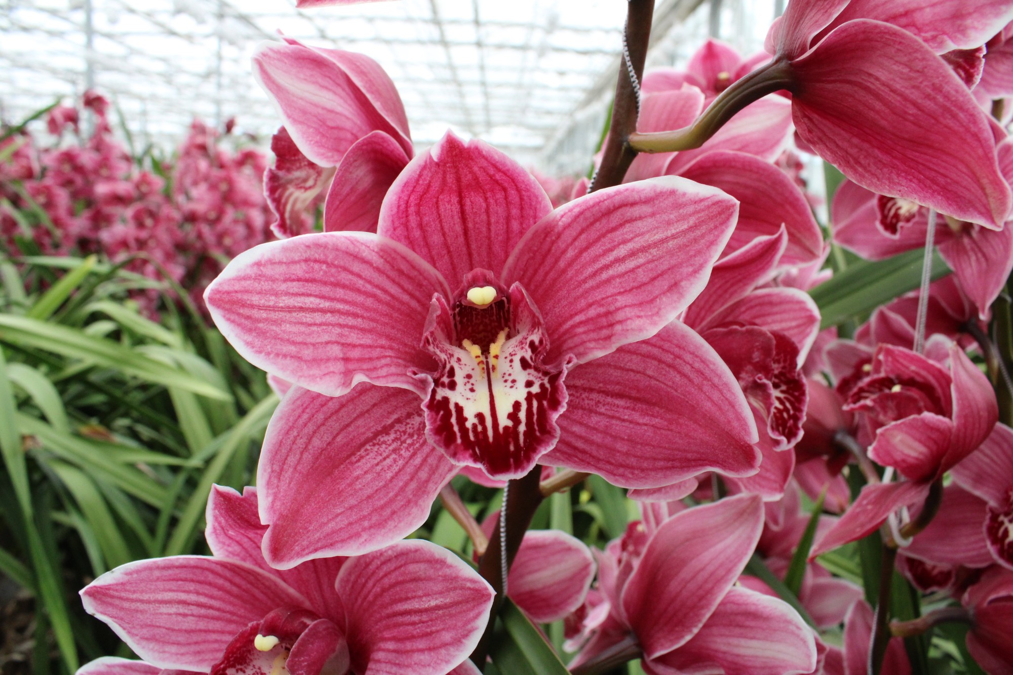 Cymbidium large flowered MONICA