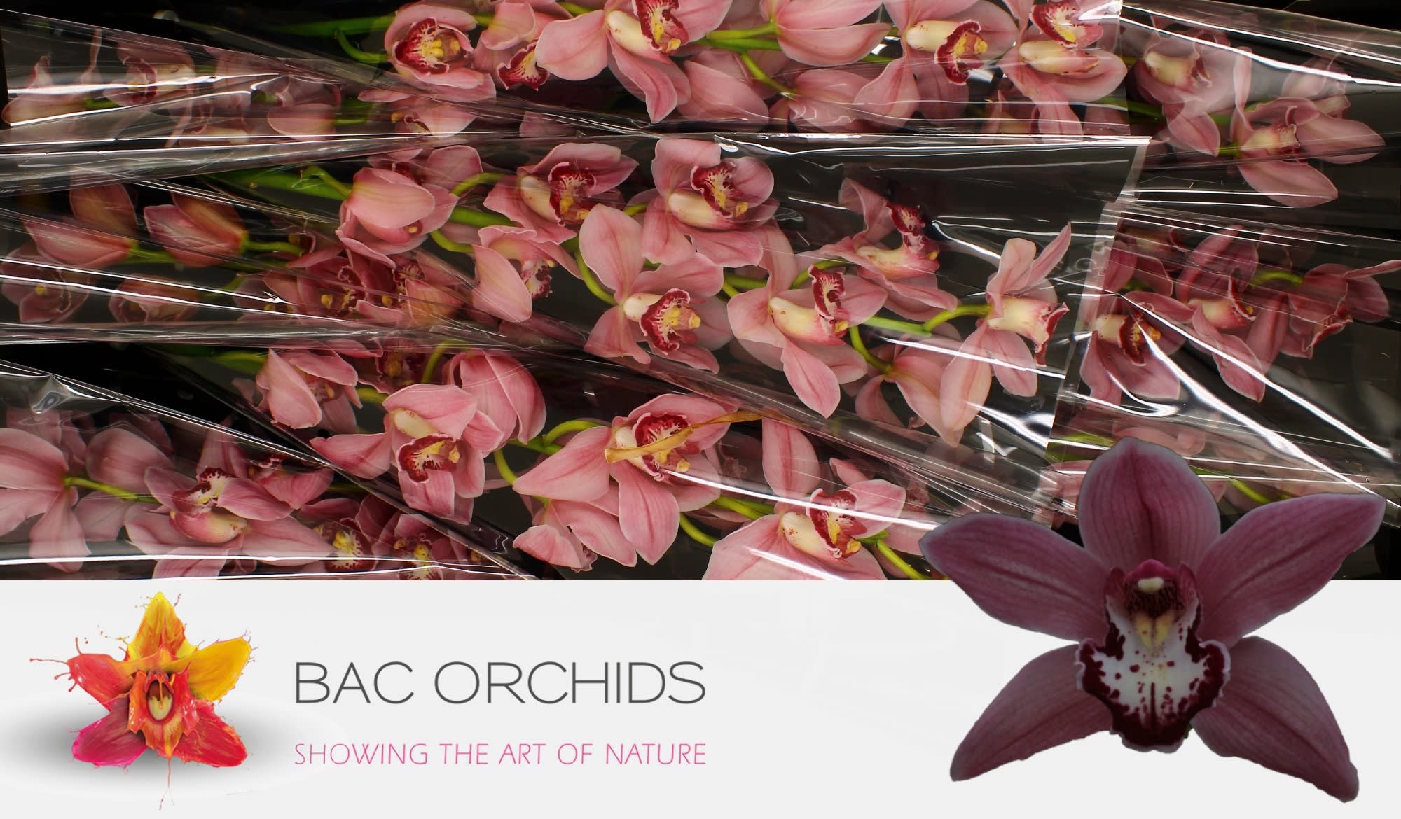 Cymbidium large flowered POWER