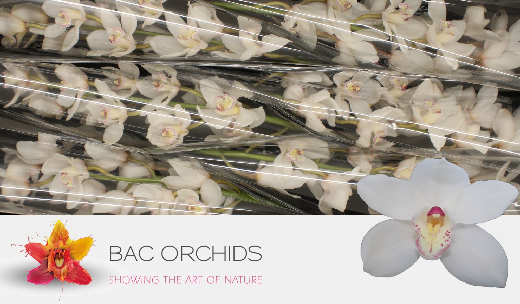 Cymbidium large flowered ANTONELLA